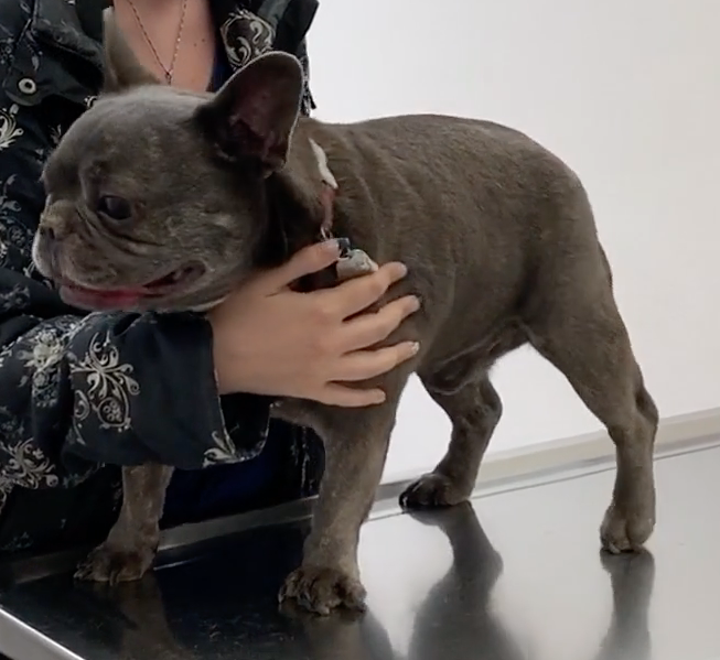 Veterinarian near me, Animal hospital Geneva, Geneva Animal hospital,Veterinary clinic Geneva, Geneva Veterinary clinic,Veterinary clinic near me, Veterinary hospital Geneva, Geneva Veterinary hospital, Pet care Geneva, Geneva Pet care, Petcare Geneva, Geneva Petcare, Vet hospital Geneva, Geneva Vet hospital