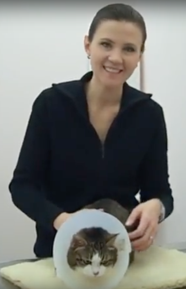 Animal Hospital Geneva, Veterinarian Geneva, Vétérinaire de Garde Mies , Vétérinaire de Garde Nyon, Vétérinaire de Garde Vaud, Vétérinaire de Garde Gland, Vétérinaire de Garde Morges, Vétérinaire de Garde Lausanne, Vétérinaire de Garde Genève, veterinaire de Garde Geneve