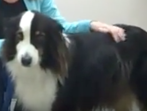 Animal Hospital Geneva, Veterinarian Geneva, Vétérinaire de Garde Mies , Vétérinaire de Garde Nyon, Vétérinaire de Garde Vaud, Vétérinaire de Garde Gland, Vétérinaire de Garde Morges, Vétérinaire de Garde Lausanne, Vétérinaire de Garde Genève, veterinaire de Garde Geneve