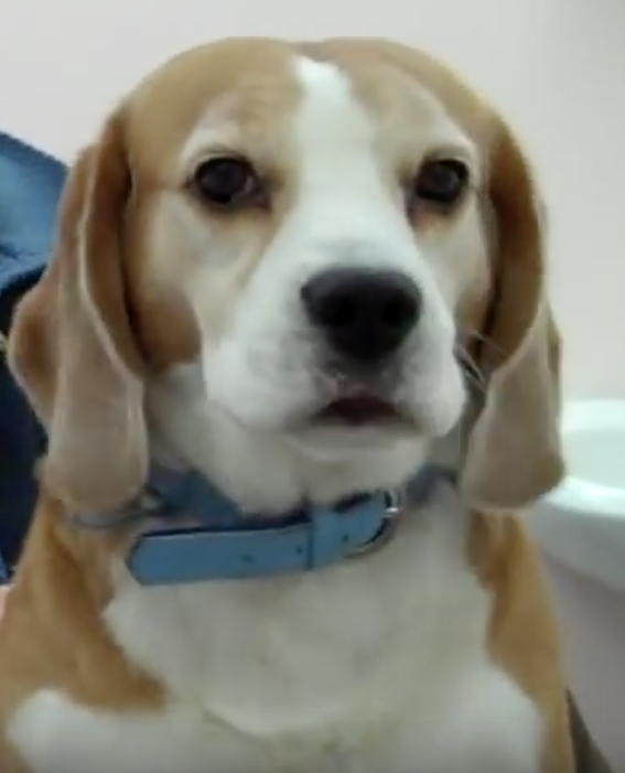 Animal Hospital Geneva, Veterinarian Geneva, Vétérinaire de Garde Mies , Vétérinaire de Garde Nyon, Vétérinaire de Garde Vaud, Vétérinaire de Garde Gland, Vétérinaire de Garde Morges, Vétérinaire de Garde Lausanne, Vétérinaire de Garde Genève, veterinaire de Garde Geneve