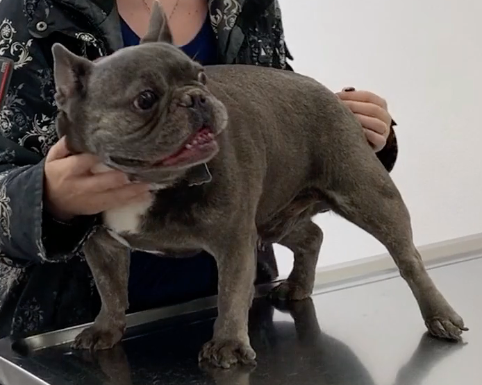 Veterinarian near me, Animal hospital Geneva, Geneva Animal hospital,Veterinary clinic Geneva, Geneva Veterinary clinic,Veterinary clinic near me, Veterinary hospital Geneva, Geneva Veterinary hospital, Pet care Geneva, Geneva Pet care, Petcare Geneva, Geneva Petcare, Vet hospital Geneva, Geneva Vet hospital