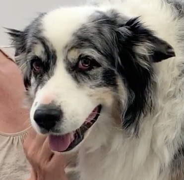 Veterinarian near me, Animal hospital Geneva, Geneva Animal hospital,Veterinary clinic Geneva, Geneva Veterinary clinic,Veterinary clinic near me, Veterinary hospital Geneva, Geneva Veterinary hospital, Pet care Geneva, Geneva Pet care, Petcare Geneva, Geneva Petcare, Vet hospital Geneva, Geneva Vet hospital