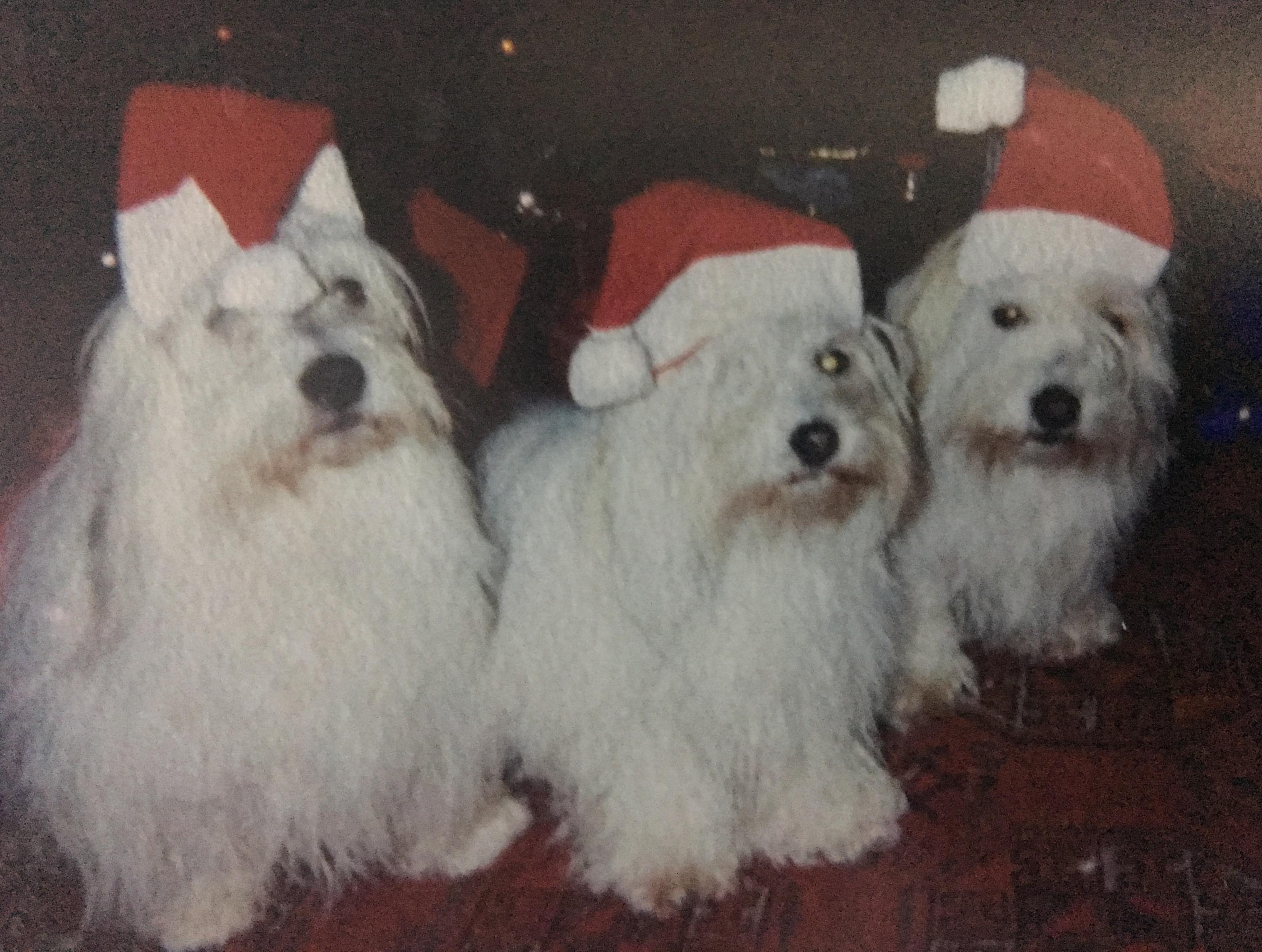 Animal Hospital Geneva, Veterinarian Geneva, Vétérinaire de Garde Mies , Vétérinaire de Garde Nyon, Vétérinaire de Garde Vaud, Vétérinaire de Garde Gland, Vétérinaire de Garde Morges, Vétérinaire de Garde Lausanne, Vétérinaire de Garde Genève, veterinaire de Garde Geneve