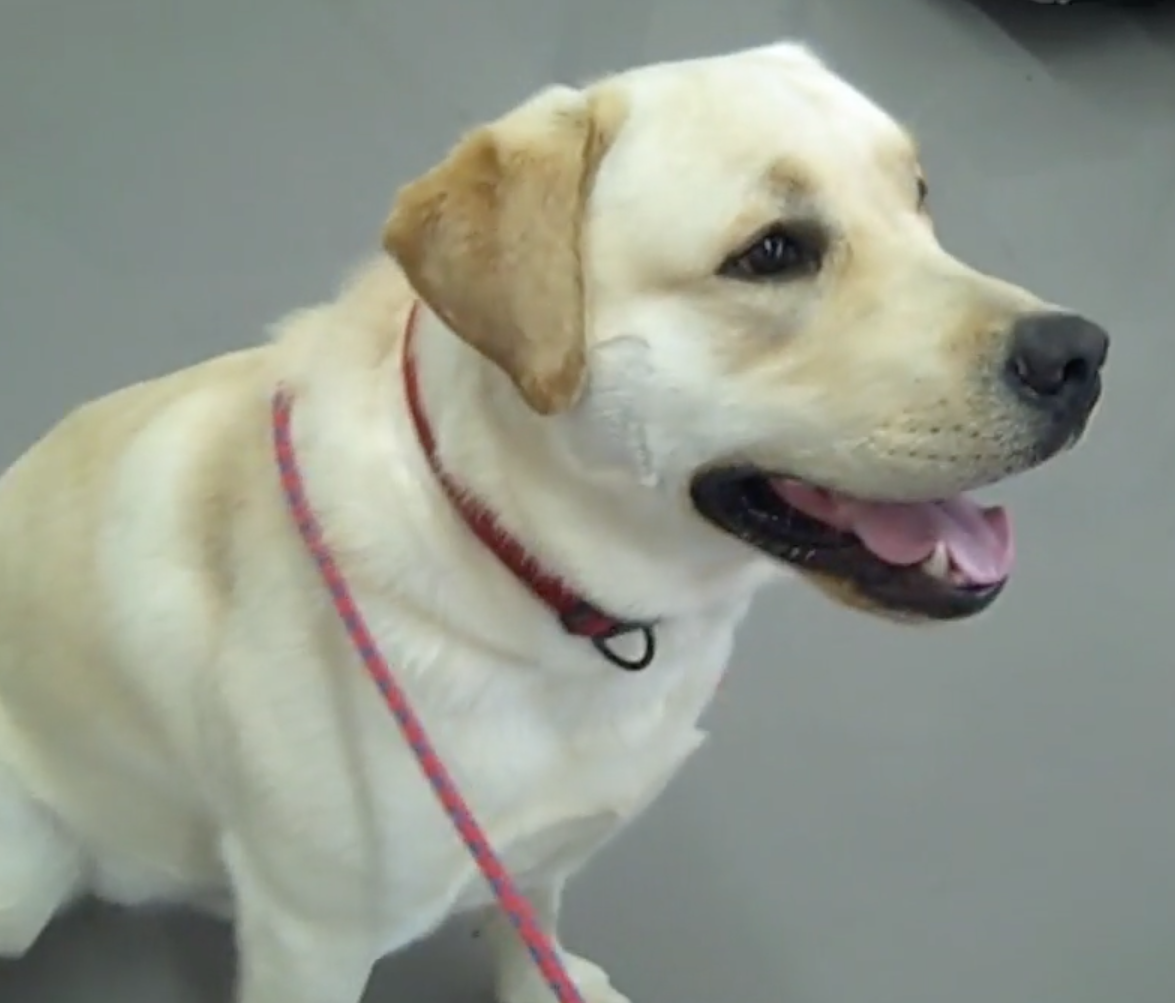 Animal Hospital Geneva, Veterinarian Geneva, Vétérinaire de Garde Mies , Vétérinaire de Garde Nyon, Vétérinaire de Garde Vaud, Vétérinaire de Garde Gland, Vétérinaire de Garde Morges, Vétérinaire de Garde Lausanne, Vétérinaire de Garde Genève, veterinaire de Garde Geneve