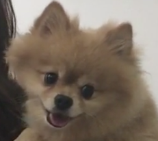 Animal Hospital Geneva, Veterinarian Geneva, Vétérinaire de Garde Mies , Vétérinaire de Garde Nyon, Vétérinaire de Garde Vaud, Vétérinaire de Garde Gland, Vétérinaire de Garde Morges, Vétérinaire de Garde Lausanne, Vétérinaire de Garde Genève, veterinaire de Garde Geneve