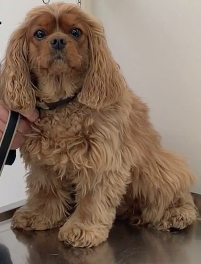 Veterinarian near me, Animal hospital Geneva, Geneva Animal hospital,Veterinary clinic Geneva, Geneva Veterinary clinic,Veterinary clinic near me, Veterinary hospital Geneva, Geneva Veterinary hospital, Pet care Geneva, Geneva Pet care, Petcare Geneva, Geneva Petcare, Vet hospital Geneva, Geneva Vet hospital